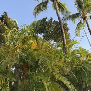 Tree Legends - Before and after. - The image features multiple tall palm trees with slender trunks and large, arching fronds, set amidst dense tropical foliage. The vibrant green leaves vary in size and shape, creating a lush canopy. The sky above is clear and bright blue, with a small bird visible in the distance. The scene suggests a tropical or subtropical location with abundant plant life. - Tree Services Near Me