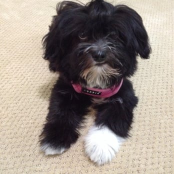 We Dog Care - My baby Kiwi (before hair cut) - Pet Sitting Near Me - San Jose, California We Dog Care - My baby Kiwi (before hair cut) - Pet Sitting Near Me - San Jose, California