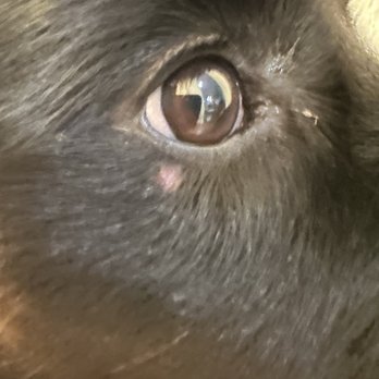 PetSmart Doggie Day Camp - There's a bald spot below her eye. - Pet Stores Near Me - Concord, California PetSmart Doggie Day Camp - There's a bald spot below her eye. - Pet Stores Near Me - Concord, California