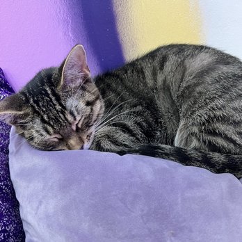 Purr-fecto Cat Lounge - Animal Shelters Near Me - Austin, Texas Purr-fecto Cat Lounge - Animal Shelters Near Me - Austin, Texas