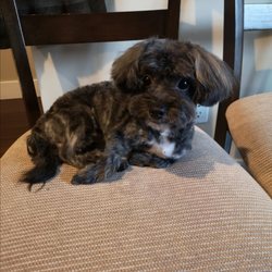 Delta Kennels