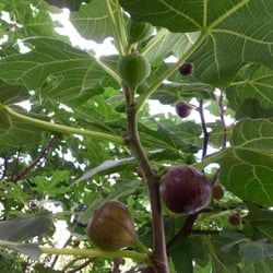 My Italian Fig Tree - Yes, Figs grow in Connecticut!