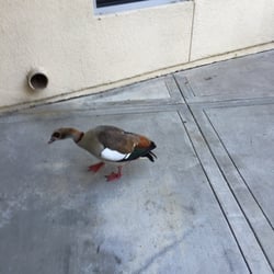Pico Park - A foreign visitor.