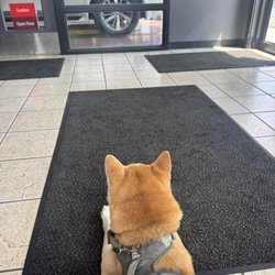 Jiffy Lube - Outstanding service even my Shiba Inu was happy