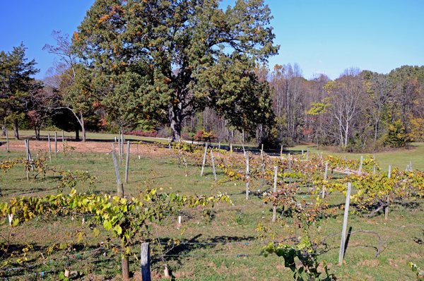 Rebec Vineyards by null