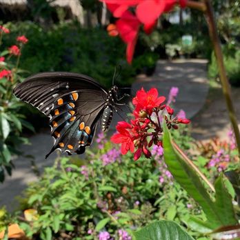 Tom's Thumb by Cornelius Nursery - Butterfly on jatrophia - Nurseries & Gardening Near Me - Galveston, Texas Tom's Thumb by Cornelius Nursery - Butterfly on jatrophia - Nurseries & Gardening Near Me - Galveston, Texas
