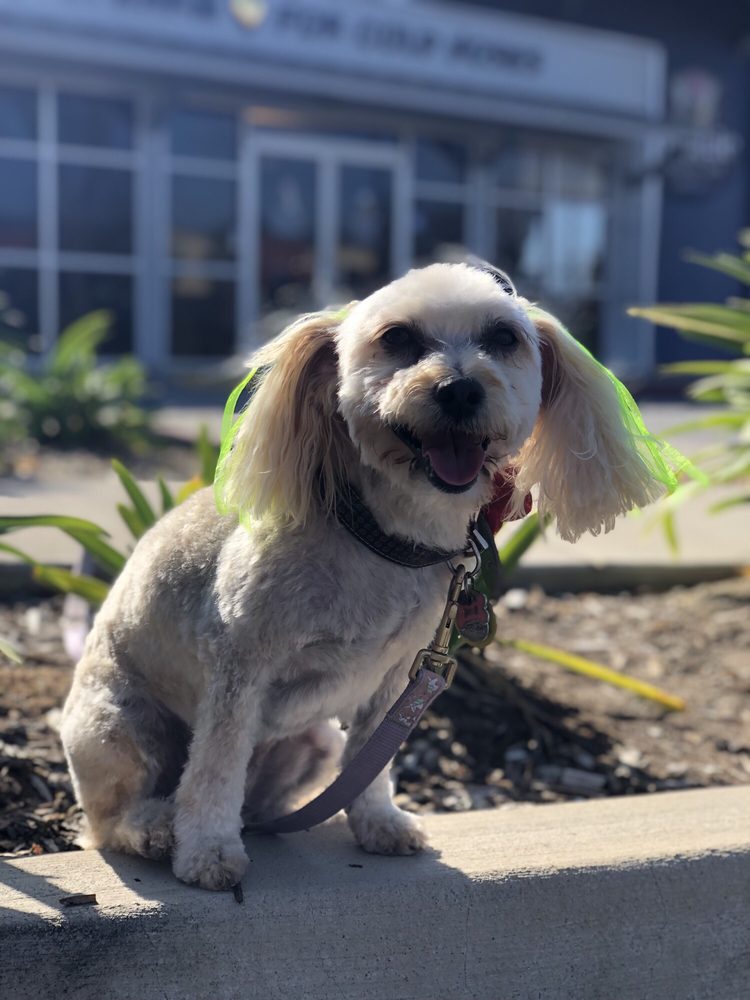 DOGGIE SALON & SPA 120 Photos & 149 Reviews Pet Groomers 2252