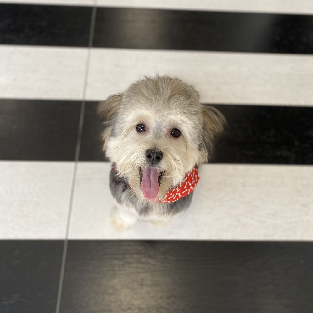 The Bark Shoppe - Pet Groomers Near Me - New York, New York