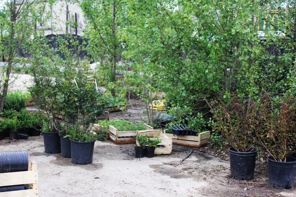 Parc aux Angéliques by null