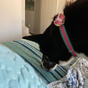 B&T's Dusty Paws - I love the flower Terri put on her!! So spring like. Thank you so much! - Pet Groomers Near Me - Hesperia, California