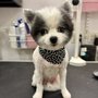 Only Paws Mobile Grooming