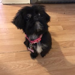 Rachel's Dog Clipping - Trying to get her to pose for camera to show off her new cut but she not happy with that!!