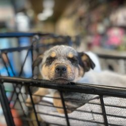 My Pet Market
