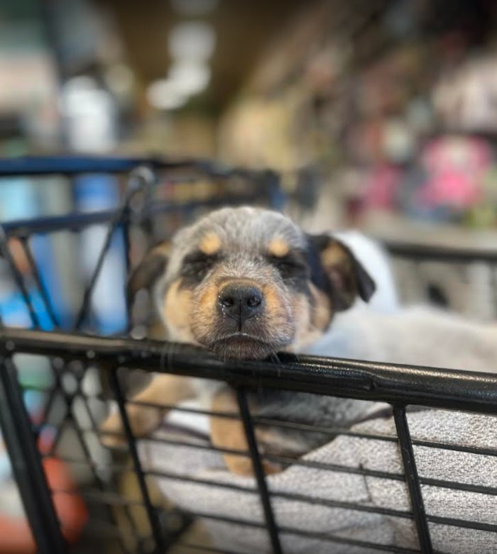 MY PET MARKET Updated September 2024 40 Photos & 64 Reviews 4719