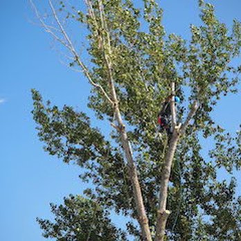 B N Trees - Tree Services Near Me