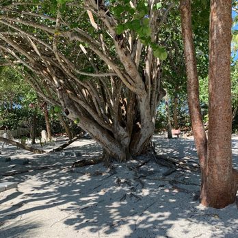 Captiva’s Historic Cemetery - Sea grapes of biblical proportions - Funeral Services & Cemeteries Near Me - Captiva, Florida Captiva’s Historic Cemetery - Sea grapes of biblical proportions - Funeral Services & Cemeteries Near Me - Captiva, Florida