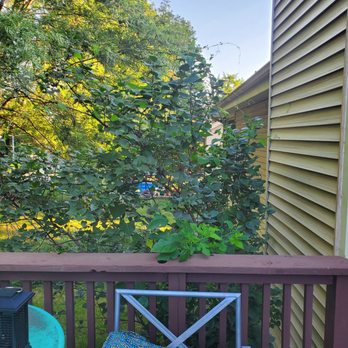 The Tree Surgeon - Lilac bush next to deck before - Tree Services Near Me - Papillion, Nebraska