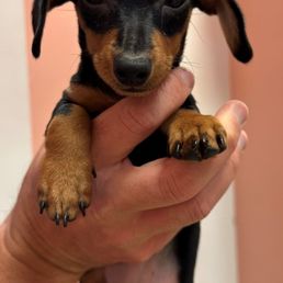 Picture of Piper when we got her at Furry Babies