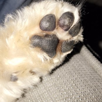 Urban Groomers - Paw - Pet Groomers Near Me - Euless, Texas