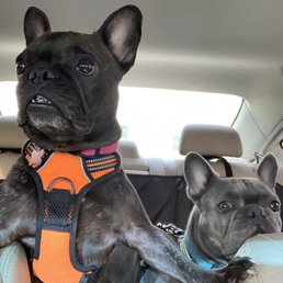 When we arrive at Stay Pet, in case you can't tell from her face explanation, Charlotte (on the left) is super excited. When we arrive at Stay Pet, in case you can't tell from her face explanation, Charlotte (on the left) is super excited.