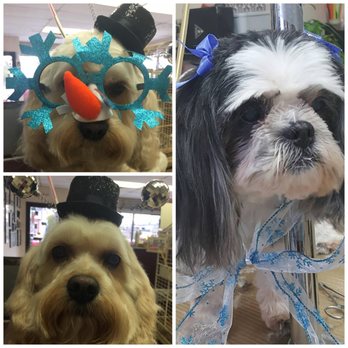 Bark Central Grooming Salon - Pet Stores Near Me - Hicksville, New York