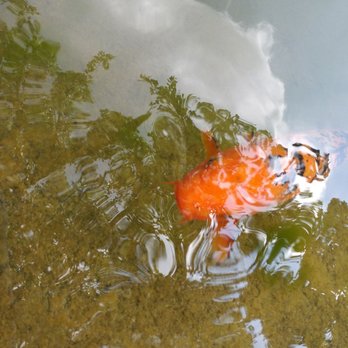 Chinagarten - Goldfish. - Parks Near Me - Zürich, ZH