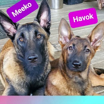 Pawsitive Difference - Meeko & Havok - Pet Training Near Me - Coeur D'Alene, Idaho