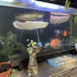 Aloha Kitchen - Fishy Fish tank
