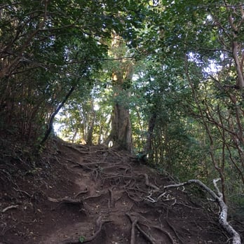 Makiki Valley Trail - Beware of the tree roots - Hiking Near Me - Honolulu, Hawaii