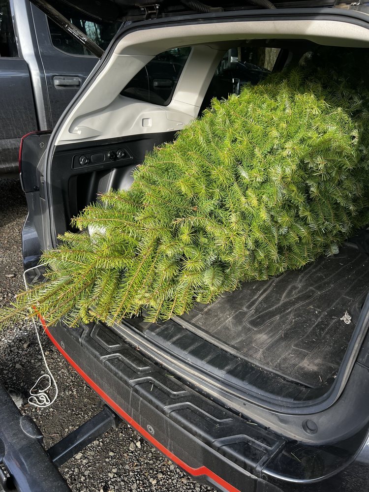 BIGFOOT CHRISTMAS TREES Updated October 2024 2100 Cherry Knoll Rd