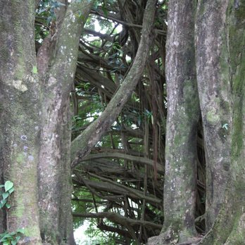 Rainbow Falls - Trees at the top that we walked through. - Parks Near Me - Hilo, Hawaii