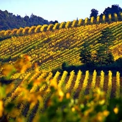 Sugar Moon - wine country swing band