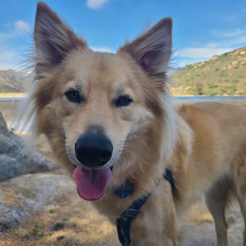 Divine Pet Care - Divine Pet Care pet sitting and dog walking client: Dug - Dog Walkers Near Me Divine Pet Care - Divine Pet Care pet sitting and dog walking client: Dug - Dog Walkers Near Me