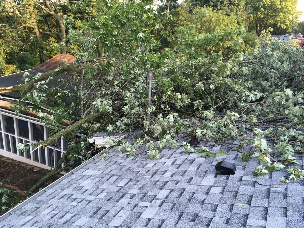 Nikolas Tree Service - tree service in Madison, WI