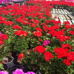 H & B Greenhouse & Nursery