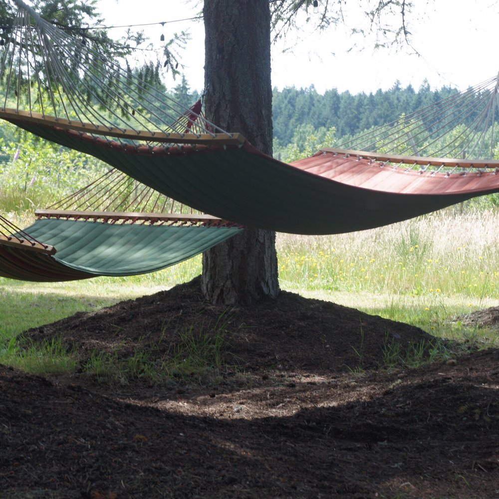 Dragon's Head Cider - Hammocks - Cideries Near Me - Vashon, Washington Dragon's Head Cider - Hammocks - Cideries Near Me - Vashon, Washington