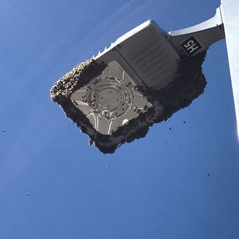 Dons Bees Termites And Weeds - The bees have this light pole under control.. - Pest Control Near Me - Peoria, Arizona Dons Bees Termites And Weeds - The bees have this light pole under control.. - Pest Control Near Me - Peoria, Arizona