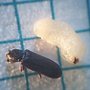 Photo of Borite Termite & Pest Treatments Corp.