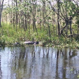 Can you spot the 6 foot alligator?