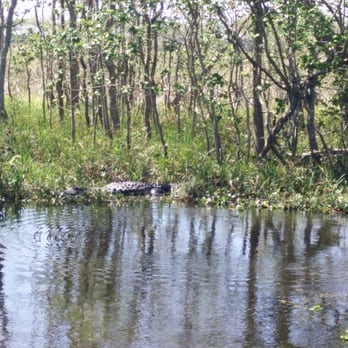 Cajun Critters Swamp Tour - Can you spot the 6 foot alligator? - Tours Near Me - Westwego, Louisiana