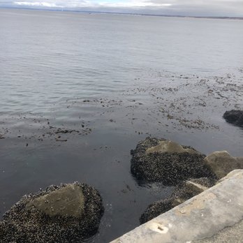Coast Guard Wharf - Low tide this morning. - Landmarks & Historical Buildings Near Me - Monterey, California