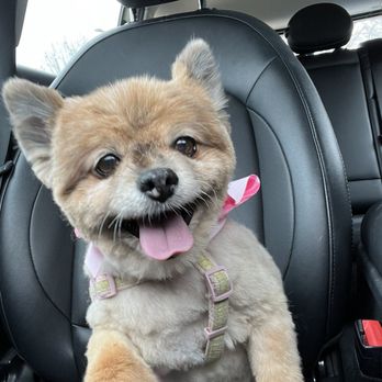 Paws on State Pet Salon - Chichi is happy! - Pet Groomers Near Me - Belvidere, Illinois Paws on State Pet Salon - Chichi is happy! - Pet Groomers Near Me - Belvidere, Illinois