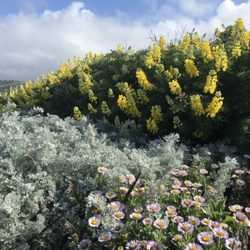Central Coast Wilds - Coastal bluff restoration