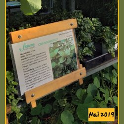 Blumen - Albrecht