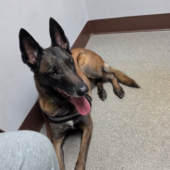Nutley Animal Hospital - Zeus!! - Veterinarians Near Me - Nutley, New Jersey Nutley Animal Hospital - Zeus!! - Veterinarians Near Me - Nutley, New Jersey