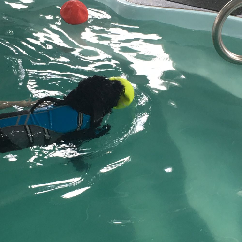 Bubble Puppy Swim & Playhouse - Swimming Pools Near Me - Trenton, Michigan
