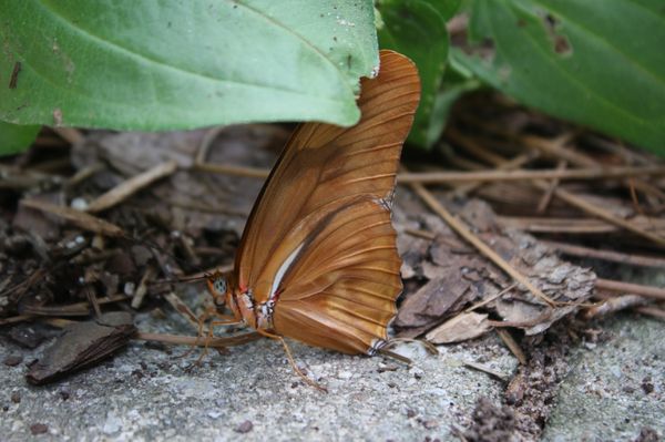 Huntsville Botanical Garden by null