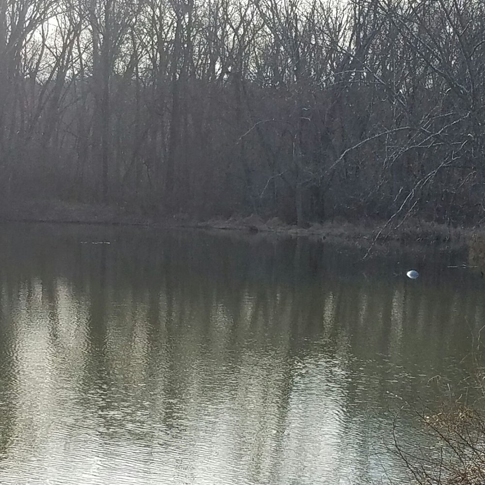 Fort Frederick State Park - We didn't see a beaver, but they boast a plenty... - Parks Near Me - Big Pool, Maryland Fort Frederick State Park - We didn't see a beaver, but they boast a plenty... - Parks Near Me - Big Pool, Maryland