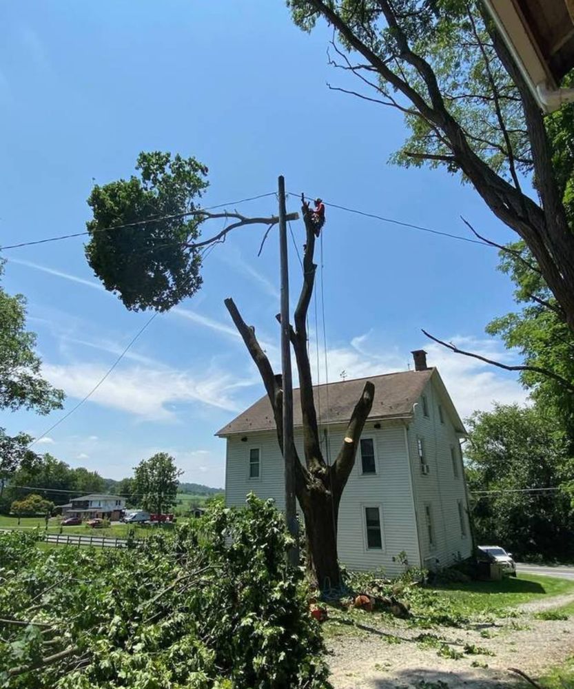 Leo tree and yard work - tree service in Peoria, IL