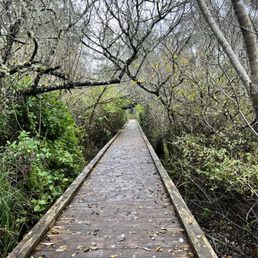 Rockaway Big Tree trail Rockaway Big Tree trail